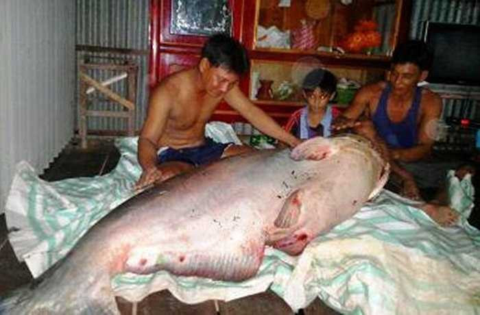Ngày 13/11/2014, anh Võ Văn Giang (Đồng Tháp) cùng hàng xóm đã bắt được con cá tra dầu nặng tới 135 kg, dài hơn 1m. Sau đó, họ bán con cá khổng lồ trên cho một thương lái ở An Giang với giá 345.000 đồng/kg.