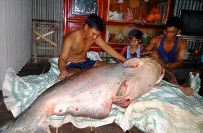 Ngày 13/11/2014, anh Võ Văn Giang (Đồng Tháp) cùng hàng xóm đã bắt được con cá tra dầu nặng tới 135 kg, dài hơn 1m. Sau đó, họ bán con cá khổng lồ trên cho một thương lái ở An Giang với giá 345.000 đồng/kg.