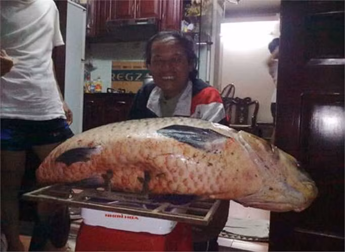 Năm 2011, ông Nguyễn Tiến Bái, phường An Dương (Tây Hồ, Hà Nội) và 3 người bạn đã câu được một con cá trắm đen nặng gần 60 kg tại hồ Min thuộc thôn Phương Trạch, xã Vĩnh Ngọc (Đông Anh).