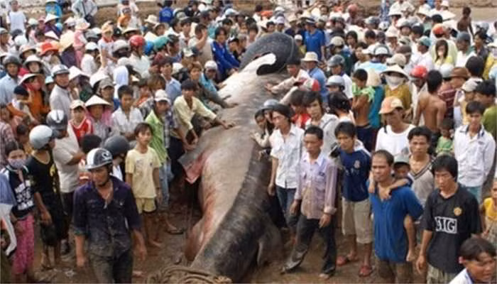 Ngày 19/5/2010, một " thủy quái" đáng sợ sa lưới ngư dân Việt Nam. Đó là con cá voi nặng hơn 10 tấn mắc lưới của một tàu cá đã được ngư dân kéo vào cửa biển Gành Hào ở huyện Đông Hải, tỉnh Bạc Liêu.