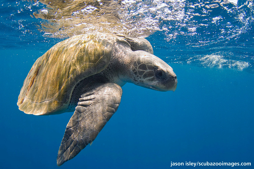Đồi mồi dứa là một loài rùa biển lớn thuộc họ Vích. Chúng phân bố rộng khắp các vùng biển nhiệt đới và cận nhiệt đới trên thế giới.