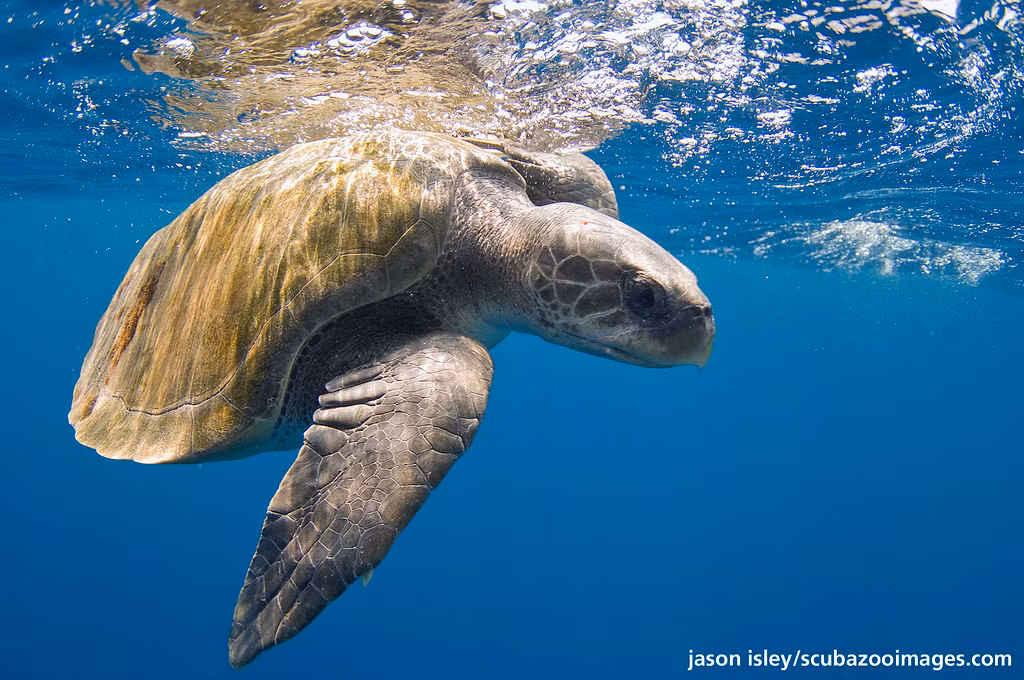 Đồi mồi dứa là một loài rùa biển lớn thuộc họ Vích. Chúng phân bố rộng khắp các vùng biển nhiệt đới và cận nhiệt đới trên thế giới.