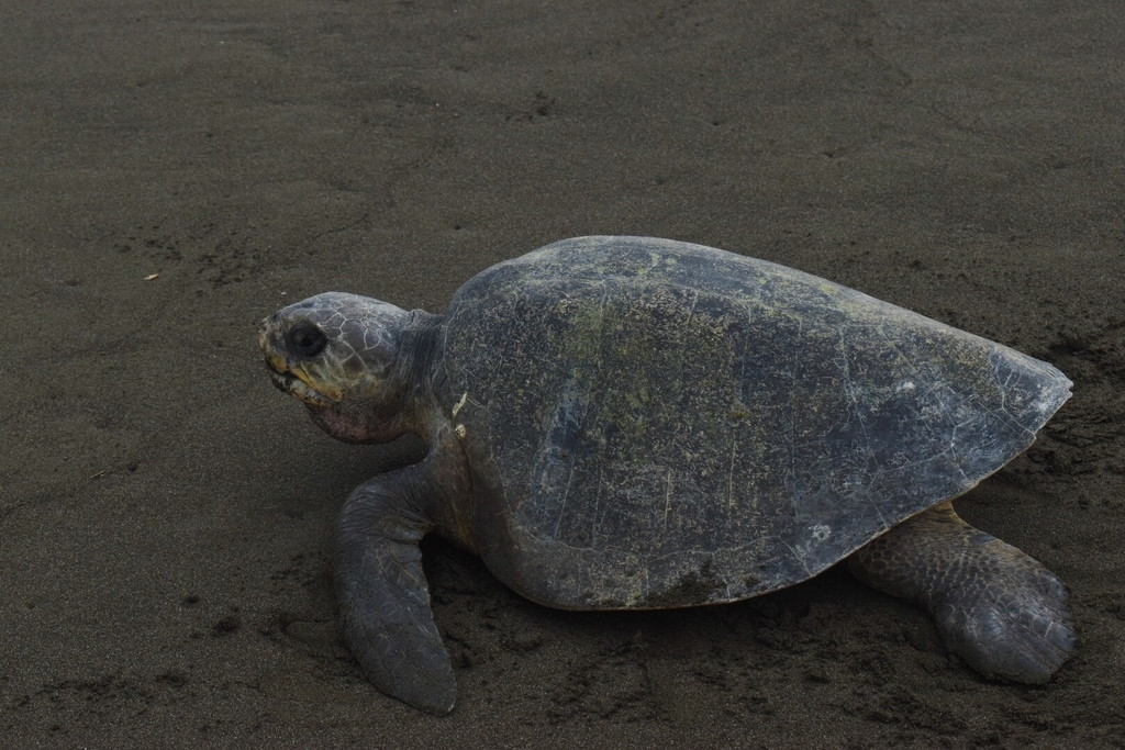 Đồi mồi dứa hoàn toàn không còn xuất hiện kể từ năm 2015 tại bán đảo Sơn Trà (Đà Nẵng).