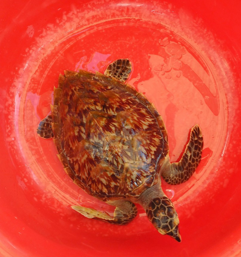 Cá thể đồi mồi dứa có chiều dài cơ thể 30 cm và nặng 2 kg. Trước khi Chi cục Thủy sản tỉnh Khánh Hòa tiếp nhận, cá thể đồi mồi dứa quý hiếm được Công ty TNHH Thủy sản Australis Việt Nam chuyển giao cho Đồn Biên phòng Vạn Hưng trong buổi sáng ngày 3/8.