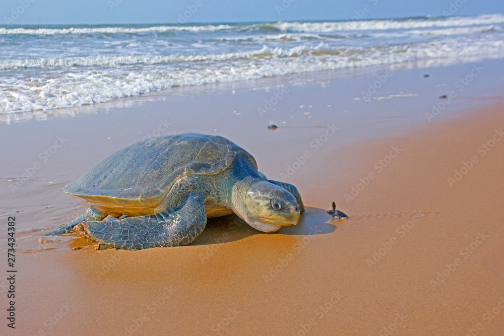Theo nghiên cứu năm 2016 của Tổ chức Bảo tồn Thiên nhiên Quốc tế, đồi mồi dứa chỉ có khoảng 10 con lên đẻ mỗi năm tại một số bãi biển thuộc khu vực Bái Tử Long (Quảng Ninh) và tỉnh Quảng Bình.