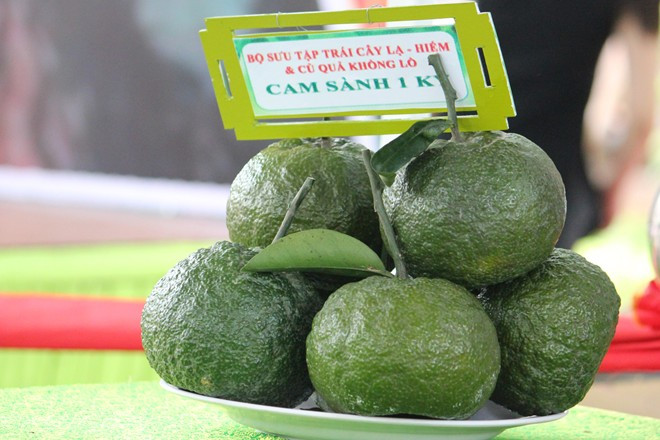 Loại cam sành đến từ miền Tây gây ấn tượng với mọi người khi mỗi quả nặng đến 1 kg. Ảnh: ĐSPL.