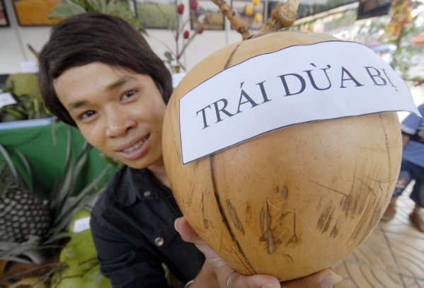 Ông Nguyễn Văn Trung ở ấp Xóm Chòi, xã Kế An, huyện Kế Sách (Sóc Trăng) thu hoạch được quả dừa nặng tới 9 kg. Nó được trưng bày trong Hội chợ Bông lúa vàng 2011 diễn ra tại Sóc Trăng. Ông cho hay đây là giống dừa Bị. Cây cho trái dừa nặng 9 kg được cha mẹ của ông Trung trồng từ hơn 20 năm trước. Ảnh: Dân trí.