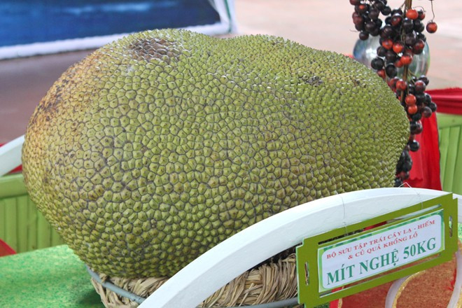 Trong những năm gần đây, người dân Việt Nam trồng và thu hoạch được một số loại củ quả khổng lồ. Điển hình là tại Lễ hội Trái cây Nam bộ 2015, quả mít nghệ nặng 50 kg được trưng bày thu hút nhiều du khách đến chiêm ngưỡng. Ảnh: ĐSPL.