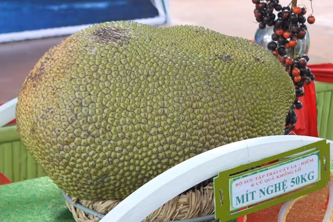 Trong những năm gần đây, người dân Việt Nam trồng và thu hoạch được một số loại củ quả khổng lồ. Điển hình là tại Lễ hội Trái cây Nam bộ 2015, quả mít nghệ nặng 50 kg được trưng bày thu hút nhiều du khách đến chiêm ngưỡng. Ảnh: ĐSPL.
