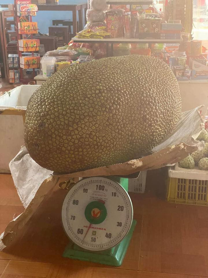 Cư dân mạng không khỏi bất ngờ khi nhìn thấy quả mít "khổng lồ" nặng 56 kg ở thị trấn Chi Lăng, tỉnh Lạng Sơn. Ảnh: BEAT LẠNG SƠN.