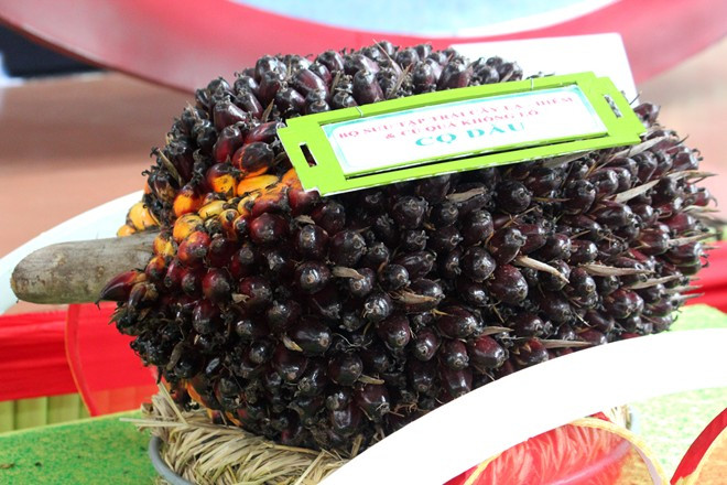 Trái cọ dầu nặng hơn 50 kg, có nguồn gốc từ châu Phi được trưng bày trong Lễ hội Trái cây Nam bộ 2015. Cọ dầu chủ yếu được dùng để sản xuất dầu ăn và xà phòng. Ảnh: ĐSPL.