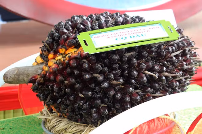 Trái cọ dầu nặng hơn 50 kg, có nguồn gốc từ châu Phi được trưng bày trong Lễ hội Trái cây Nam bộ 2015. Cọ dầu chủ yếu được dùng để sản xuất dầu ăn và xà phòng. Ảnh: ĐSPL.