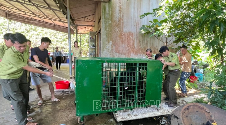 Cá thể gấu ngựa này được gia đình ông Bùi Đắc Quang mua từ tỉnh Lai Châu về nuôi nhốt từ năm 2011. Đây là cá thể gấu ngựa cái, ước tính khoảng 13 tuổi và nặng 150 kg.