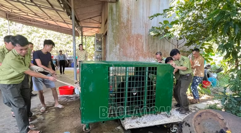 Cá thể gấu ngựa này được gia đình ông Bùi Đắc Quang mua từ tỉnh Lai Châu về nuôi nhốt từ năm 2011. Đây là cá thể gấu ngựa cái, ước tính khoảng 13 tuổi và nặng 150 kg.