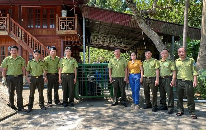 Con gấu ngựa do gia đình ông Bùi Đắc Quang nuôi nhốt được Chi cục Kiểm lâm tỉnh gắn chip theo dõi, kiểm tra về chuồng trại chăn nuôi và sức khỏe định kỳ.