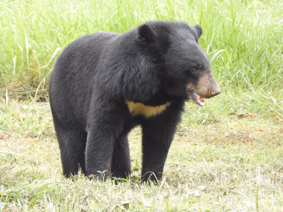 Thêm nữa, gấu ngựa là loài động vật hoang dã nằm trong Danh lục đỏ thế giới và có tên trong Sách đỏ Việt Nam. Do đó, chúng được pháp luật Việt Nam bảo vệ ở mức độ cao nhất.