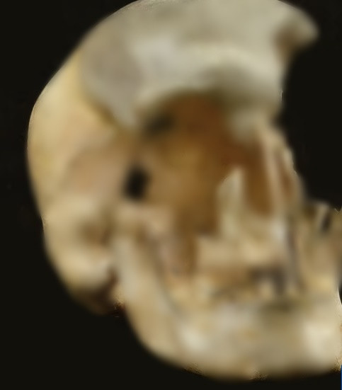 Để thay thế những mảnh hộp sọ bị mất, chuyên gia Moraes và các đồng nghiệp dùng dữ liệu thống kê thu thập năm 2018 do các nhà nghiên cứu từng phục dựng hộp sọ khác. Tiếp đến, họ chụp cắt lớp 2 lần một người phụ nữ và đàn ông ngày nay.