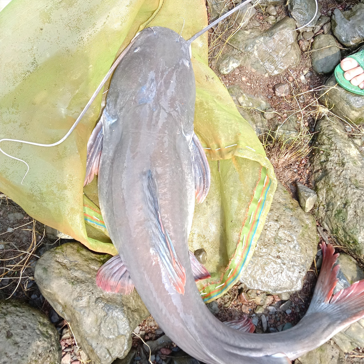 Theo người dân, cá lăng đuôi đỏ là loại cá được nhiều người dân mua nhất vì có giá trị kinh tế cao, giá dao động từ 300.000 đồng - 500.000 đồng/kg, tuỳ vào trọng lượng, cá có trọng lượng càng lớn thì giá trị càng cao.