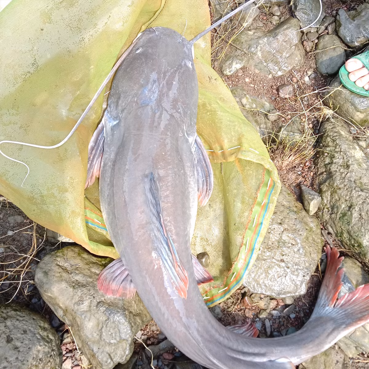 Theo người dân, cá lăng đuôi đỏ là loại cá được nhiều người dân mua nhất vì có giá trị kinh tế cao, giá dao động từ 300.000 đồng - 500.000 đồng/kg, tuỳ vào trọng lượng, cá có trọng lượng càng lớn thì giá trị càng cao.