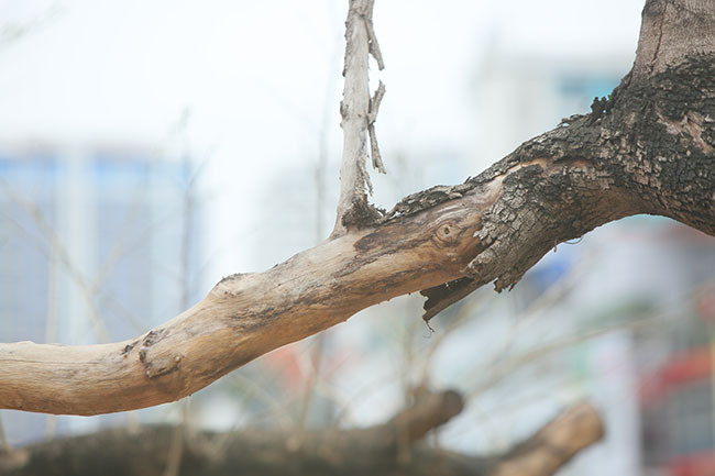 "Cây xanh không chỉ mang lại bóng mát mà còn mang đến cảnh quan đô thị, trong trường hợp với những cây quý hiếm như thế này thì còn có giá trị kinh tế lớn. mọi hành vi vi phạm quy định về quản lý môi trường đô thị, quản lý cây xanh, gây thiệt hại đến quyền lợi chung của xã hội, của nhà nước, của cơ quan tổ chức thì cần phải xem xét trách nhiệm pháp lý để nêu cao trách nhiệm của tổ chức, cá nhân có thẩm quyền, tăng cường công tác quản lý đảm bảo cây xanh đô thị phát triển tốt, tạo ra cảnh quan, môi trường văn minh" - luật sư Cường chia sẻ.