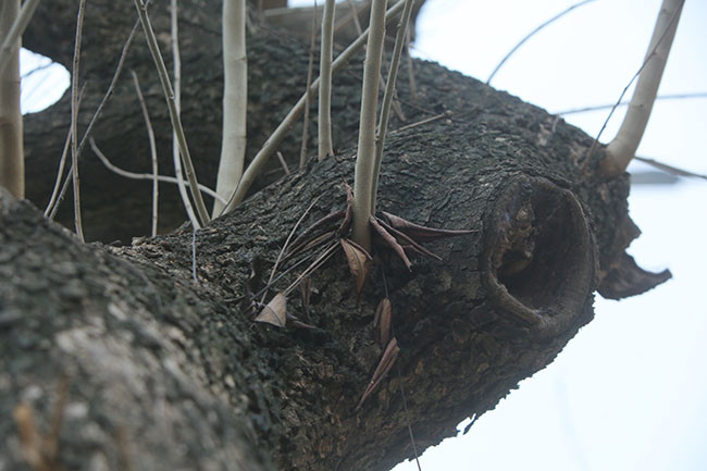 Theo thống kê của, Ban Quản lý dự án đầu tư xây dựng Công trình giao thông TP Hà Nội, qua nhiều đợt kiểm tra, đánh giá (các ngày 6/8/2020; 22/9/2020; 5/10/2020; 29/1/2021) tình trạng cây sưa sau dịch chuyển của dự án, đến nay hiện có 7 cây sưa đã chết và 25 cây sinh trưởng ổn định.