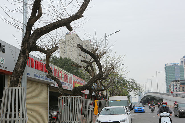 Theo ghi nhận của PV, nhiều cây sưa đỏ tại đây đã trơ trụi lá, mục nát từ thân xuống gốc cây. Một số cây đã bị bong tróc vỏ, trơ lõi, không còn khả năng sống sót.