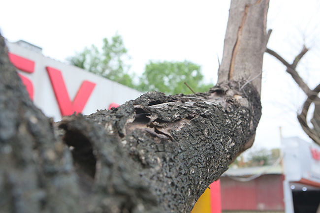 Trường hợp cơ quan chức năng xác định là cây gỗ quý hiếm giao cho Sở Xây dựng cấp giấy phép chặt hạ các cây gỗ quý hiếm và phối hợp đơn vị chức năng của Sở Xây dựng để đo đạc, thu hồi về kho của Công ty TNHH MTV công viên cây xanh bảo quản để thực hiện bán đấu giá theo quy định (đối với cây bị chết).