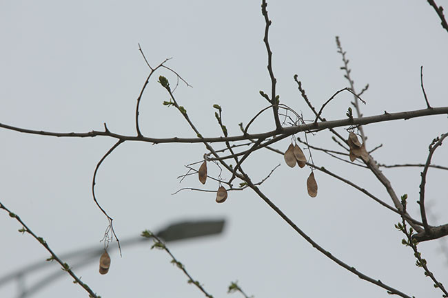 Luật sư Cường cho biết thêm, việc 7 cây sưa đỏ đồng loạt chết trên một đoạn đường là chuyện khá bất thường, những cây này cũng không phải là cây to đến mức không thể sinh trưởng phát triển.