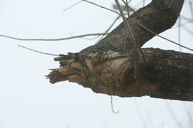 Được biết, Sở Xây dựng TP Hà Nội đã có văn bản số 1024/SXD-HT ngày 01/02/2021 báo cáo UBND thành phố về việc giải quyết đề nghị của Ban QLDA Đầu tư xây dựng công trình giao thông TP Hà Nội về việc chăm sóc cây Sưa và giao Ban QLDA phối hợp cơ quan chức năng tổ chức giám định mẫu vật để xác định chủng loại gỗ.