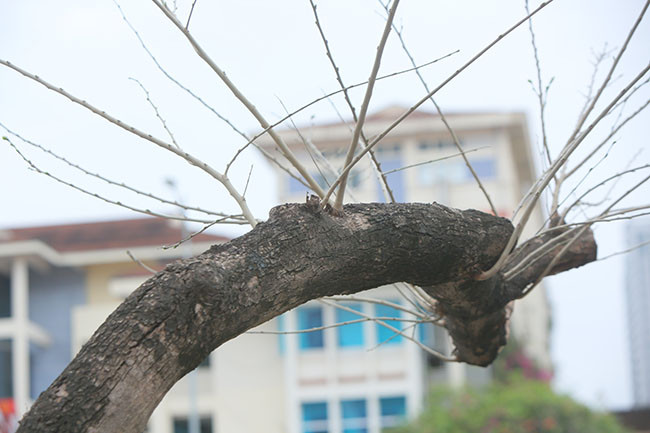 Cũng theo luật sư Cường, còn trường hợp với những cán bộ cố tình vi phạm về việc chăm sóc, quản lý dẫn đến việc cây chết thì có thể xem xét kỷ luật, thậm chí có thể yêu cầu bồi thường thiệt hại nếu như việc vi phạm nghĩa vụ, nhiệm vụ gây thiệt hại đến tài sản của tổ chức, của nhà nước.