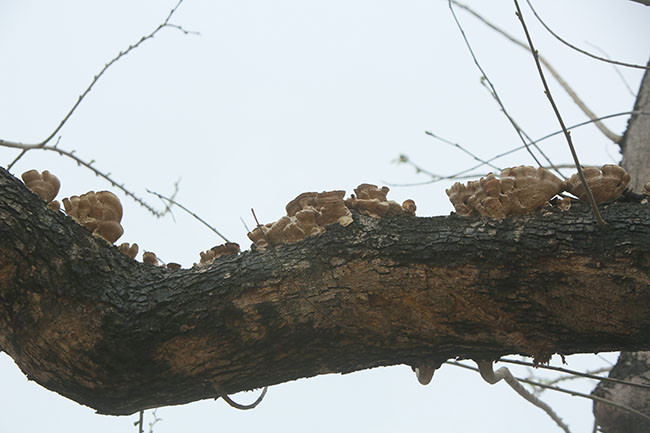 "Bởi vậy cơ quan chức năng sẽ vào cuộc xác minh làm rõ có việc bức tử cây xanh hay không. Trong trường hợp có căn cứ cho thấy có hành vi của kẻ xấu, với động cơ cá nhân đã tác động dẫn đến làm chết những cây này thì người vi phạm có thể bị xử lý hình sự về tội hủy hoại hoặc cố ý làm hư hỏng tài sản" - luật sư Cường nói.