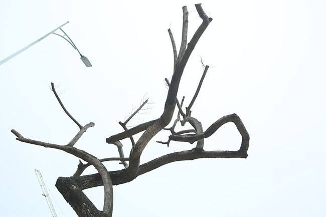 Dưới góc độ pháp lý, trao đổi với PV, luật sư Đặng Văn Cường, Trưởng Văn Phòng luật sư Chính Pháp (Đoàn luật sư TP Hà Nội) cho biết, sưa đỏ là một loại cây có giá trị kinh tế cao, gỗ của loại cây này được bán tính theo kilôgam với giá cao, có những cây to trị giá nhiều tỷ đồng. Bởi vậy việc trông nom, quản lý những cây này là phải hết sức thận trọng tránh gây thiệt hại đến tài sản của nhà nước, của cơ quan tổ chức.