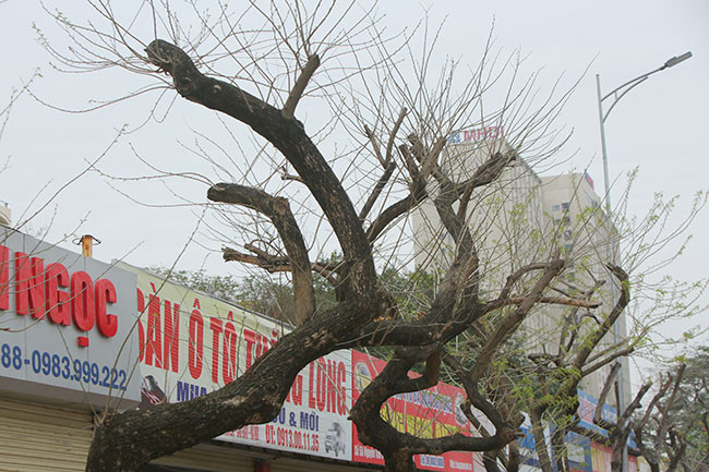 Ông Ngọc thông tin thêm: "Vì đây là loại cây có giá trị cao nên công ty phải chờ giám định từ các ban ngành và chủ đầu tư thì mới có biện pháp để xử lý".