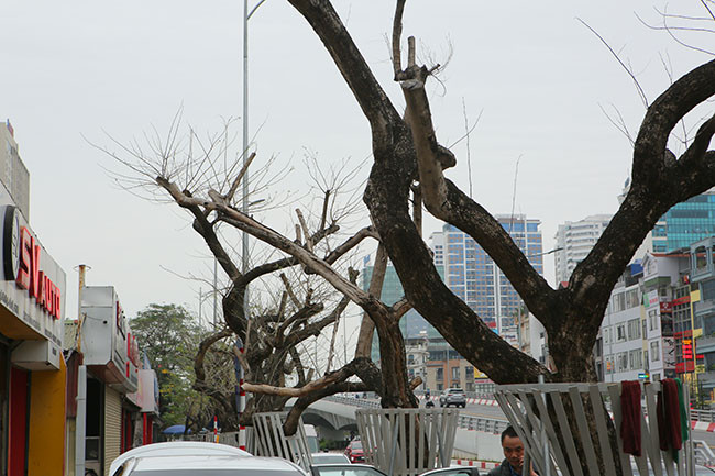 Theo phản ánh của người dân sinh sống trên tuyến đường Nguyễn Văn Huyên (Cầu Giấy, Hà Nội), thời gian gần đây, hàng cây sưa đỏ trồng trên vỉa hè nơi đây có dấu hiệu khô héo, mục nát, trơ trụi lá và không còn khả năng sinh trưởng.