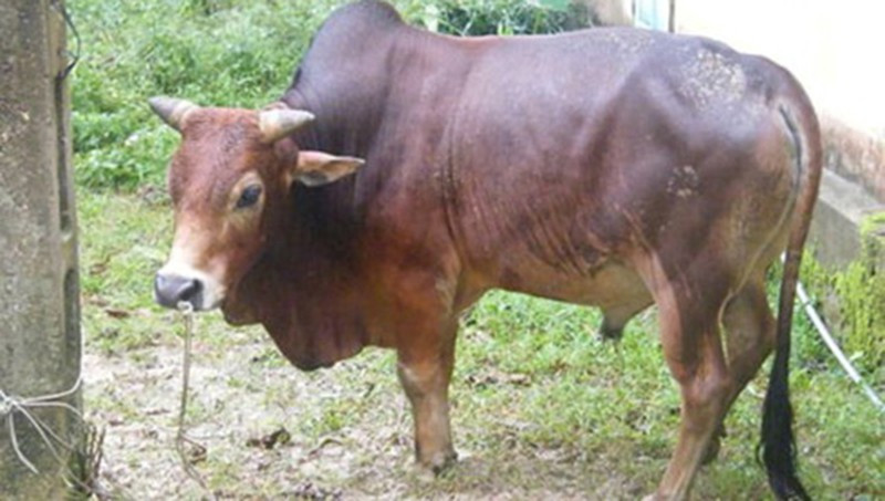  Vào rừng tìm hoa chuối, 4 người đàn ông trộm bò xẻ thịt: 4 người đàn ông rủ nhau vào rừng tìm hoa chuối, bắt cua. Khi đi qua khu vực bản Tham Hang, xã Mường Lống (huyện Kỳ Sơn, Nghệ An). Các đối tượng thấy đàn bò không có người trông coi nên đã dùng đá đánh vào con vật đến chết rồi xẻ thịt chia nhau. Hôm nay, Công an huyện Kỳ Sơn đã khởi tố bị can 4 đối tượng này để điều tra về tội “Trộm cắp tài sản”. 