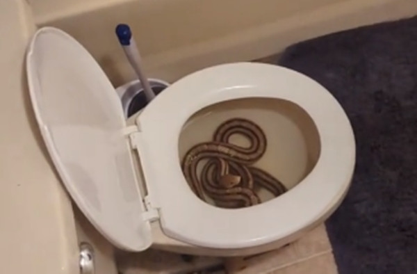 Quá sợ hãi, người phụ nữ hét lên liên tục: "Có rắn có rắn! Trời ơi tôi đã tiểu lên người nó rồi!". May mắn thay, cô Christina Phillip không bị con rắn công, hơn nữa con rắn chui vào bồn cầu nhà cô tránh nóng là rắn chuột vàng, không độc.