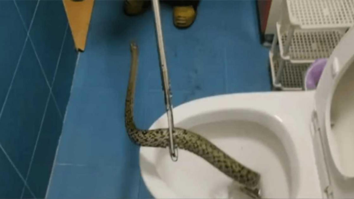 Tuy nhiên, khi Helen Richards vừa ngồi lên bồn cầu, đột nhiên cô cảm thấy phần mông của mình đau nhói.