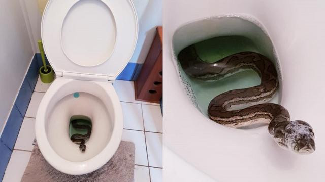 Con trăn bị kinh hoàng và tấn công cô Helen Richards, may mắn là con trăn này không độc, chỉ cần xử lý vết thương nhỏ, tổng thể không gây thương tích nghiêm trọng.