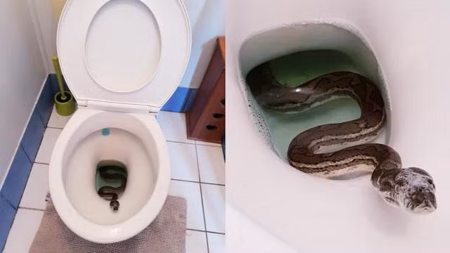 Con trăn bị kinh hoàng và tấn công cô Helen Richards, may mắn là con trăn này không độc, chỉ cần xử lý vết thương nhỏ, tổng thể không gây thương tích nghiêm trọng.