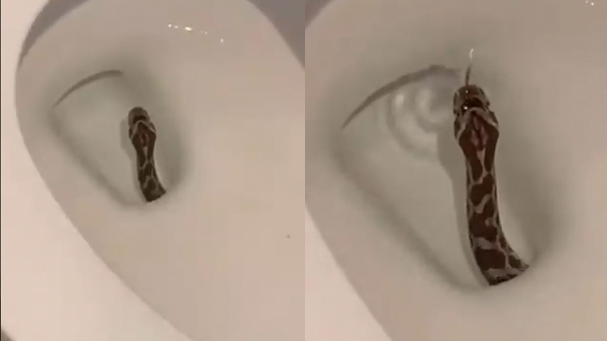 Tuy nhiên, khuyến cáo mọi người, hãy luôn để ý đến bồn cầu khi phải sử dụng, đặc biệt vào mùa xuân hè, tránh những trường hợp tai nạn tương tự.