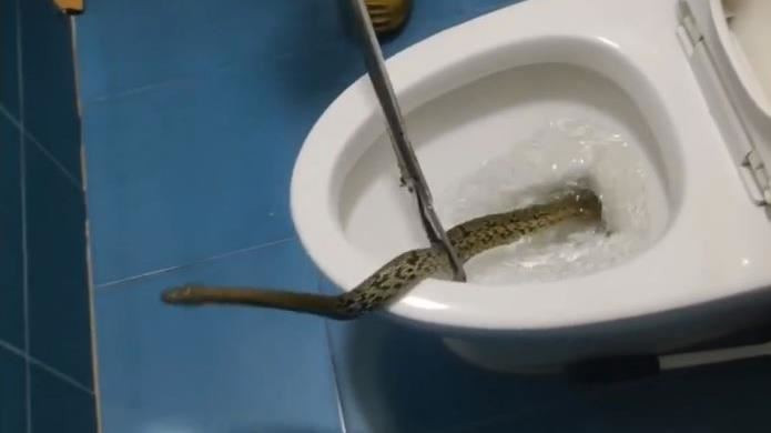 Đầu năm nay tại Brisbane, Úc, một phụ nữ 59 tuổi tên Helen Richards đến nhà họ hàng thăm viếng và trong khi ở nhà họ hàng đó, cô đến nhà vệ sinh.