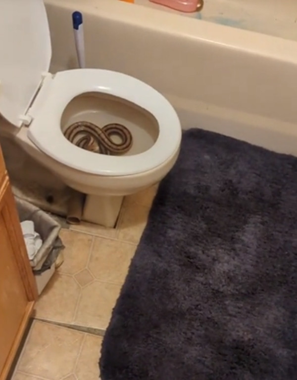 Theo Christina Phillip chia sẻ, như mọi lần cô vào nhà vệ sinh đều không quan tâm trong bồn cầu có gì, thoải mái ngồi xuống và giải quyết nhu cầu.