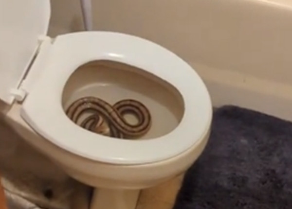 Nào ngờ lần này, khi đứng dậy xả nước, Christina Phillip giật mình kinh hãi khi phát hiện một con rắn dài khoảng 1,5m đang quấn mình trong bồn cầu.
