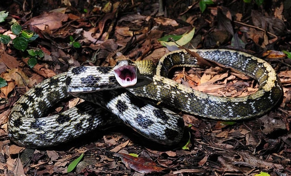 Loài rắn này tuy không có nọc độc nhưng tính tình thô bạo, khi bị quấy rầy có thể dựng thẳng đầu và cổ cách mặt đất 20-30 cm, thân hình chữ “S”, sẵn sàng tấn công bất cứ lúc nào.