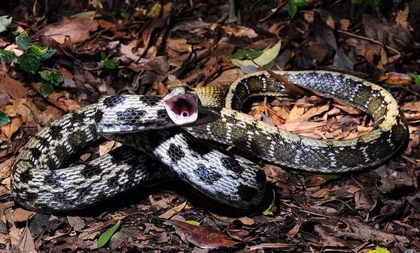 Loài rắn này tuy không có nọc độc nhưng tính tình thô bạo, khi bị quấy rầy có thể dựng thẳng đầu và cổ cách mặt đất 20-30 cm, thân hình chữ “S”, sẵn sàng tấn công bất cứ lúc nào.