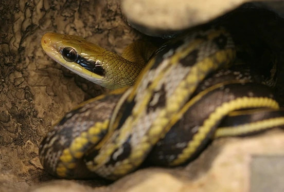 Cục Bảo vệ Động vật Tân Bắc nhấn mạnh rằng việc bắt rắn là công việc khẩn cấp và có mức độ nguy hiểm cao, người dân không nên thử tự bắt rắn kẻo nguy hiểm cho bản thân.