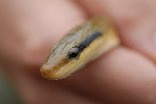 Đường Tuấn Nguyên cũng nhắc nhở mọi người, khi rắn xâm nhập vào khu vực nhà ở, hãy nhớ không hoảng sợ, bởi thường thì rắn chỉ tấn công khi gặp nguy hiểm. Người dân nên quan sát rắn ở khoảng cách xa và ngay lập tức báo cáo cho Cục Bảo vệ Động vật để tiến hành xử lý.