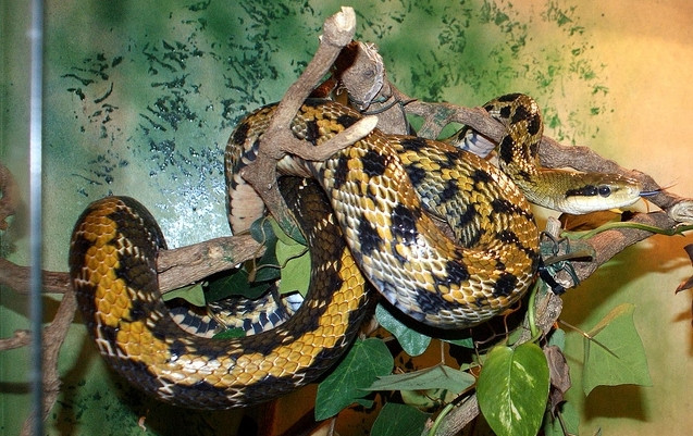 Theo tìm hiểu, rắn hắc mi cẩm xà còn được gọi là rắn mi đen, tên khoa học là Orthriophis taeniurus, thường di chuyển trong và xung quanh nhà, leo trèo giỏi, đôi khi xuất hiện trên mái hiên, mái nhà, cũng có thể gặp ở trảng cỏ, nương rẫy, đồi núi.