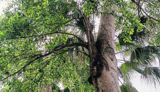 Sau khi tỉnh lại, nó từ từ bò vào bụi rậm bỏ đi, tuy nhiên, cô Tạ Du A vẫn báo cáo cảnh sát và đội cứu hộ bảo vệ động vật địa phương, lo sợ con rắn vẫn quanh quẩn tại khu vực dân cư.