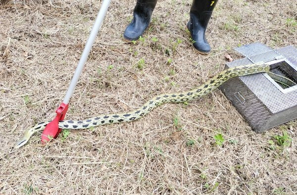 Nhân viên bảo vệ động vật Đường Tuấn Nguyên cho biết khu vực bờ biển Bắc Hải là nơi sinh sống tự nhiên của nhiều loài rắn, trăn, do đó họ thường nhận được thông báo về việc loài động vật này xâm nhập nhà dân.